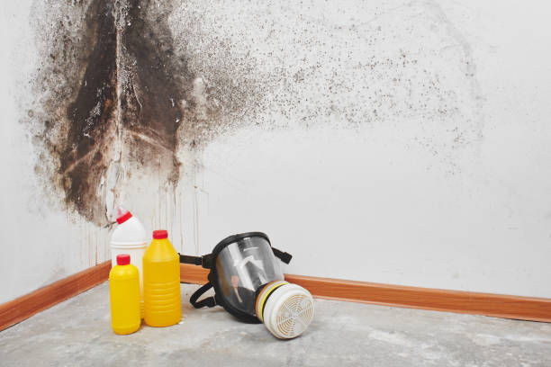 Best Black Mold Removal  in Amityville, NY