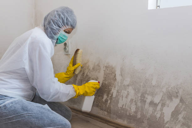 Best Mold Remediation Experts  in Amityville, NY