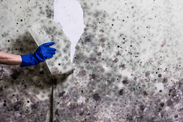 Certified Mold Removal in Amityville, NY